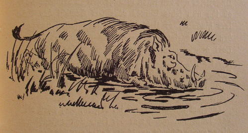 Bild Warzenschwein im Wasser von Uli Aschenborn